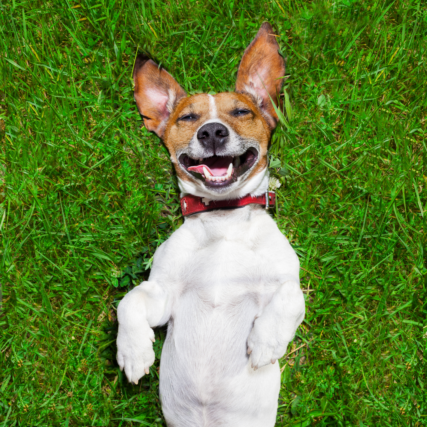 Emotional Support Animal Certification