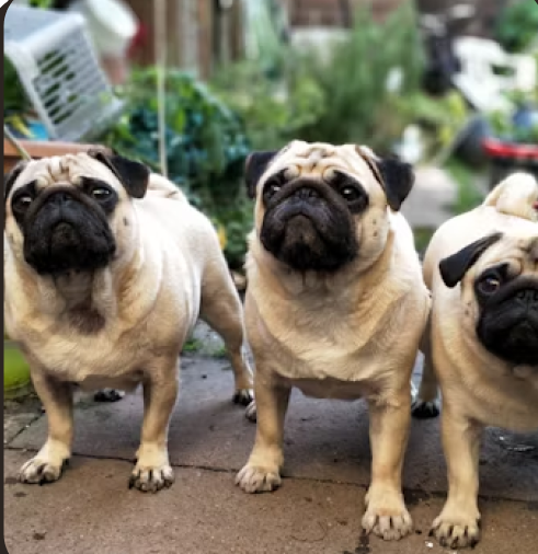 Emotional Support Animal Certification