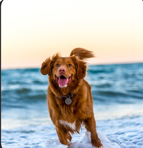 Ensuring a Future of Love and Care for Your Pets