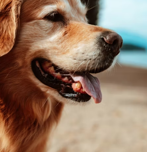 Ensuring a Future of Love and Care for Your Pets